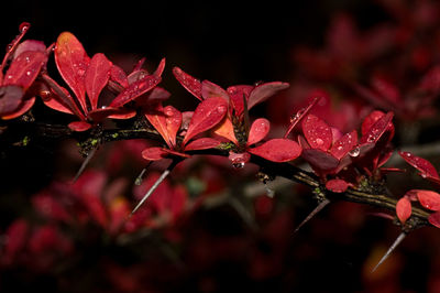 Close-up of red flowers with water drops