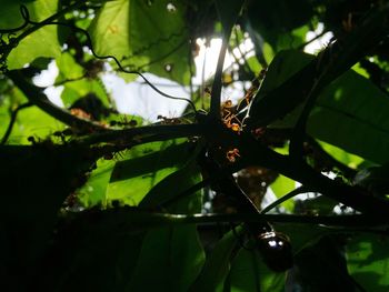 Close-up of plant against sky