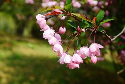 Close-up of pink cherry blossom