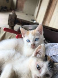 Cute kitties 