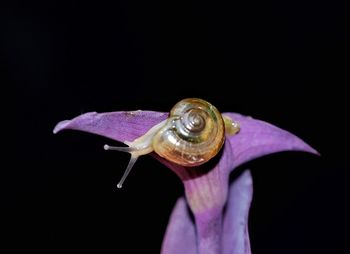 Close-up of insect on flower over black background