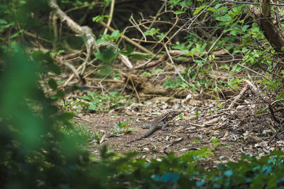 View of lizard on field