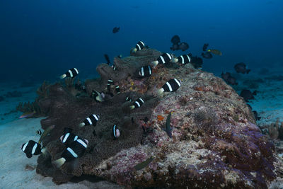 School of fish swimming in sea