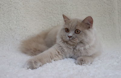 Portrait of cat relaxing on rug