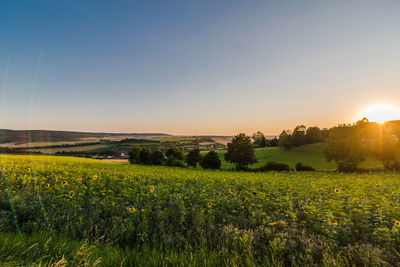 Scenic view of field against clear sky during sunset