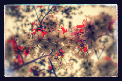 Close-up of pink flowers