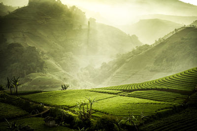 Scenic view of agricultural field