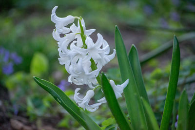 Close-up of white flowers blooming outdoors