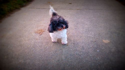 High angle view of dog