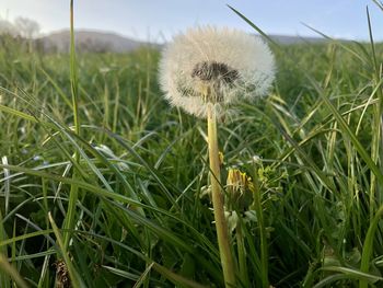 Close-up of dandelion on field