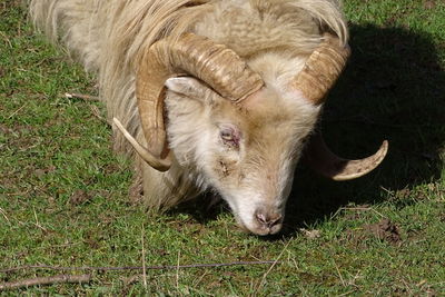 High angle view of a horse on field