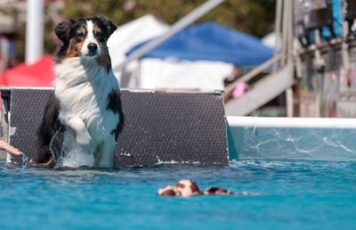 Dog in swimming pool