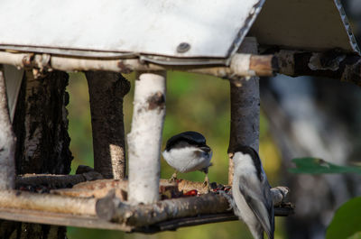 Close-up of bird perching on wood