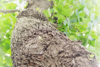 Close-up of tree trunk