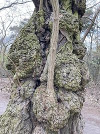 Close-up of tree trunk