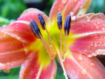 Close-up of wet flower