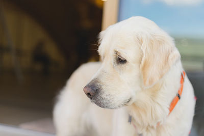 Beautiful labrador retriever looks away with interest. space for text. sdof