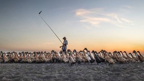 Low angle view of seagulls on land against sea during sunset