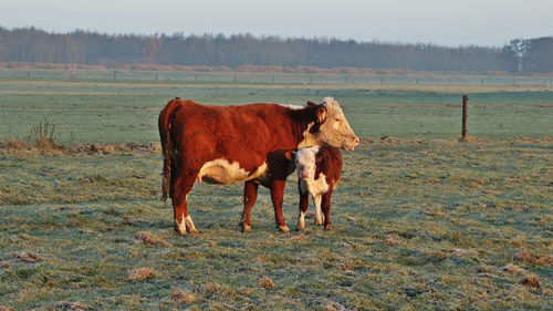 Horse standing on field against sky