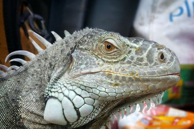 Close-up of lizard