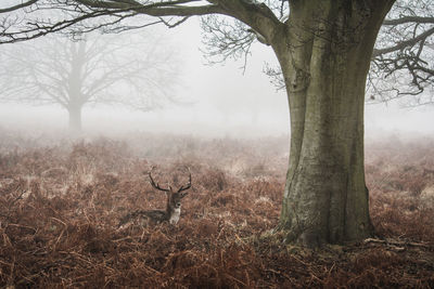 View of tree trunk on field during foggy weather