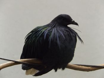 Close-up of bird perching on wall