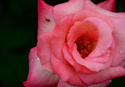 Close-up of pink flower blooming outdoors