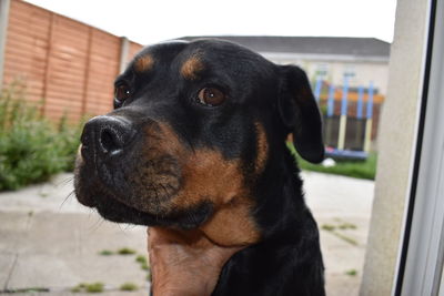 Close-up of dog looking away