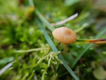 Close-up of mushroom growing outdoors