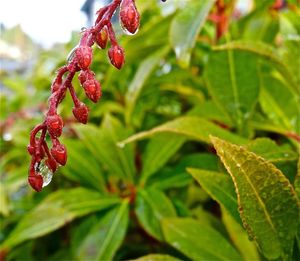 Close-up of red leaves