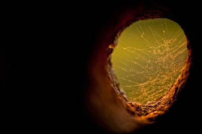 Close-up of tree against blurred background