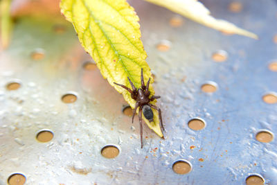 Close-up of insect on wet leaf