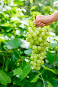 Green grapes on a background of greenery. hand holds grapes in the air on the street. 