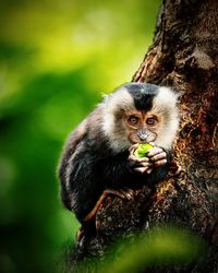 Monkey sitting on tree