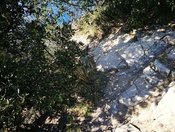 Shadow of tree on plant