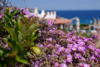 Close-up of purple flowers in sea