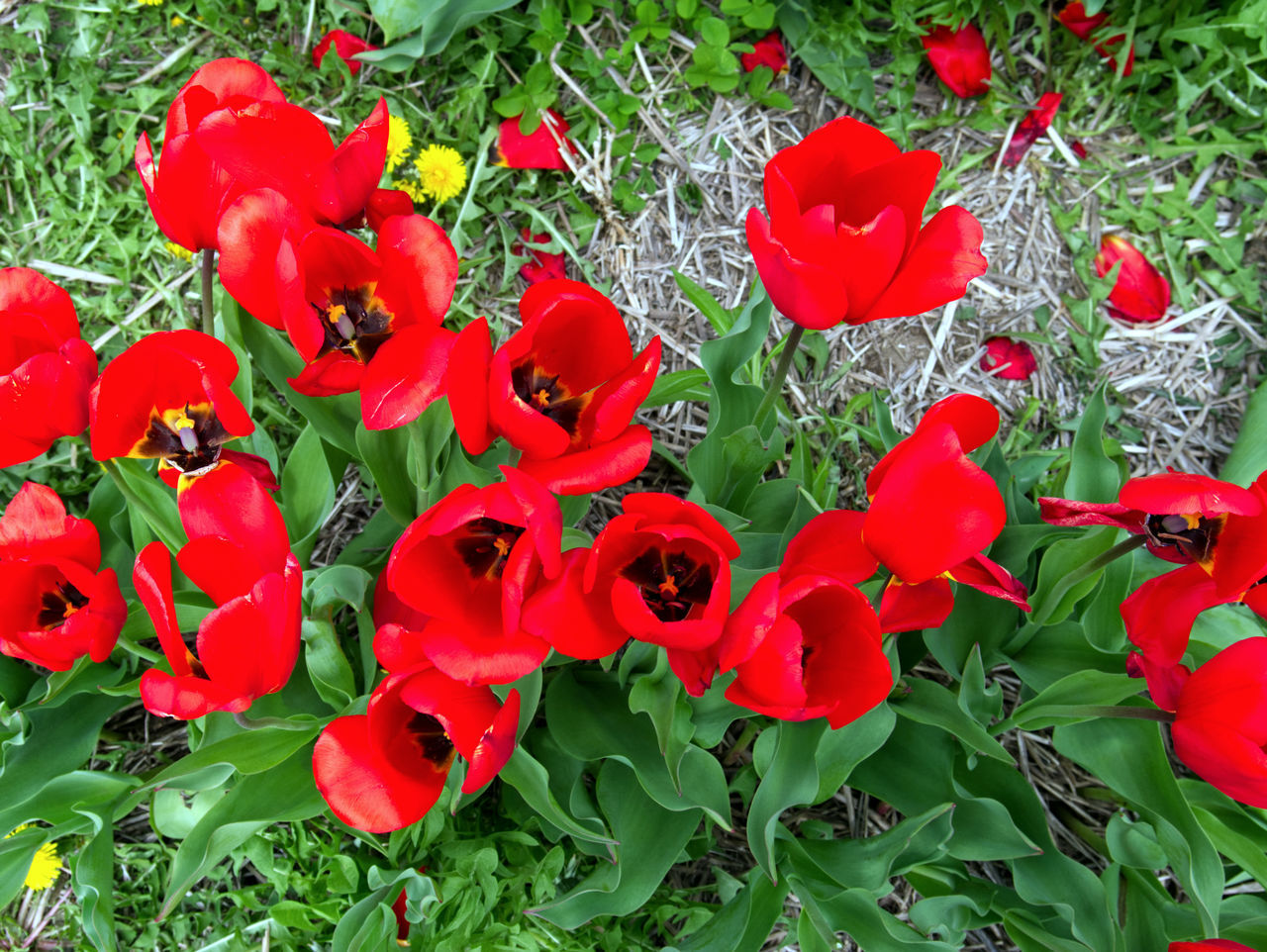 CLOSE-UP OF RED FLOWERING PLANT