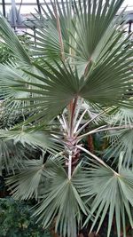 Close-up of palm leaves