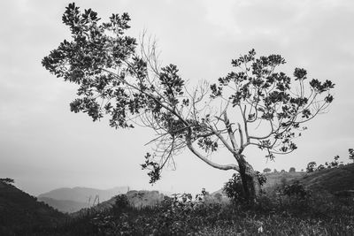 Tree on field against sky