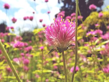 Close-up of pink flowers blooming outdoors