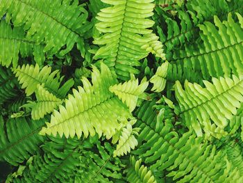 Full frame shot of leaves