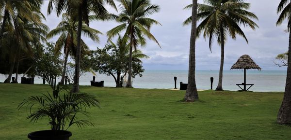 Palm trees on beach against sky