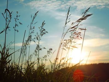 Plant growing on field at sunset