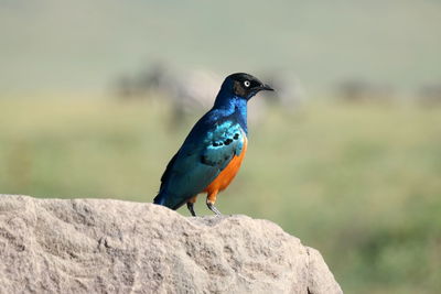 Close-up of bird perching on rock