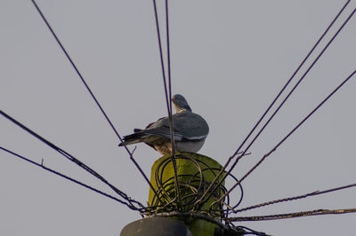 Low angle view of bird perching on cable against sky