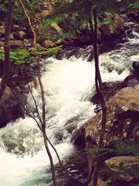 Trees growing by river in forest