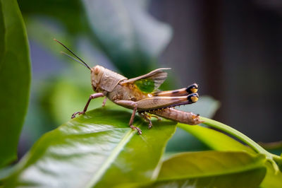 Close-up of grasshopper on leaf