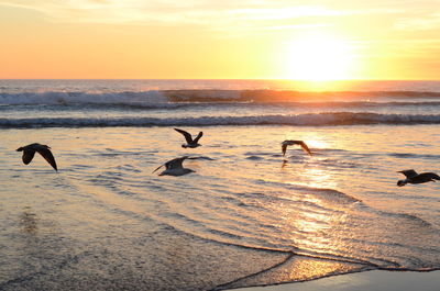 View of seagulls on beach during sunset