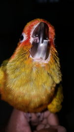 Close-up of hand holding bird against black background