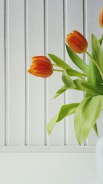 Close-up of red flowers